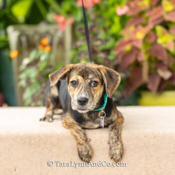Szechuan -  Hound and Labrador Retriever Dog for Adoption in Wake Forest, North Carolina - Szechuan | PetCurious