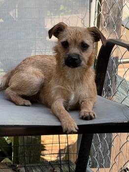 Rescue Chihuahua Dogs for Adoption in Libertyville, Illinois - Duke | PetCurious