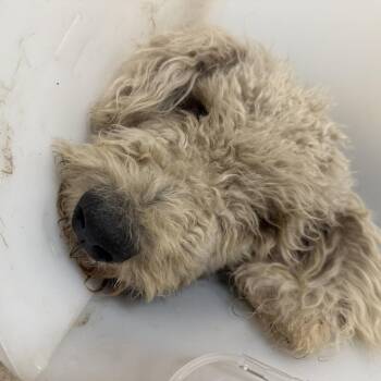 Paulie Pocket -  Poodle and Golden Retriever Dog for Adoption in Austin, Texas - Paulie Pocket | PetCurious