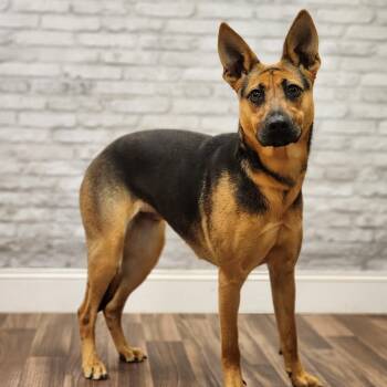 German Shepherd Dog Dogs Available for Adoption - Mercy | PetCurious