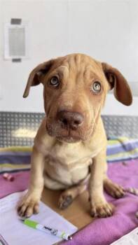 61167304 -  Shar Pei and Mixed Breed Dog for Adoption in El Paso, Texas - 61167304 | PetCurious