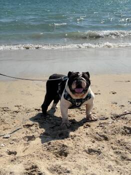 Churro - Courtesy Listing -  Bulldog Dog for Adoption in Cypress, California - Churro - Courtesy Listing | PetCurious