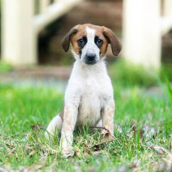 Aho -  Collie and Hound Dog for Adoption in Wake Forest, North Carolina - Aho | PetCurious