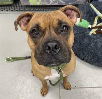 SLINKY -  Mixed Breed Dog for Adoption in Palmetto, Florida - SLINKY | PetCurious