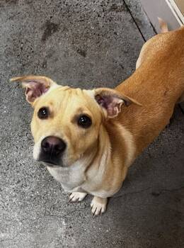 Rescue Parson Russell Terrier and Mixed Breed Dogs for Adoption in Honolulu, Hawaii - 59705788 | PetCurious