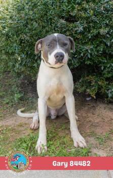 Gary -  Mixed Breed Dog for Adoption in Mobile, Alabama - Gary | PetCurious