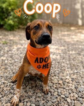 Coop -  Australian Cattle Dog Blue Heeler Dog for Adoption in Estes Park, Colorado - Coop | PetCurious