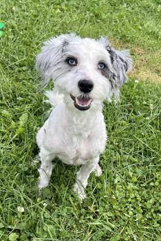 BOOGIE WOOGIE -  Miniature Poodle and Australian Shepherd Dog for Adoption in Belmont, New York - BOOGIE WOOGIE | PetCurious