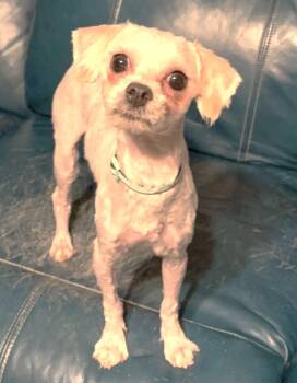 Mini aka Apple -  Maltipoo Dog for Adoption in Las Vegas, Nevada - Mini Aka Apple | PetCurious