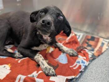 Mixed Breed Dogs Available for Adoption - JOSIE | PetCurious