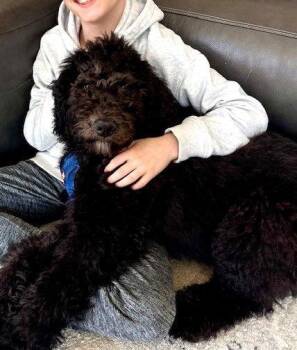 Bernese Mountain Dog and Standard Poodle Dogs Available for Adoption - Ollie | PetCurious