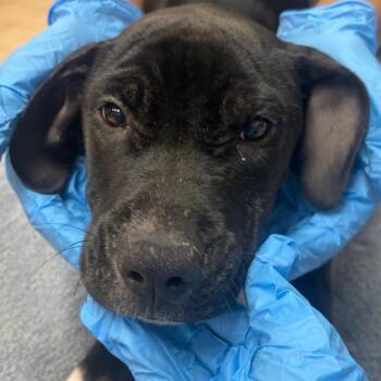 Spiro -  Labrador Retriever Dog for Adoption in Birmingham, Alabama - Spiro | PetCurious