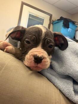 Reggie -  Pit Bull Terrier Dog for Adoption in Springfield, Ohio - Reggie | PetCurious