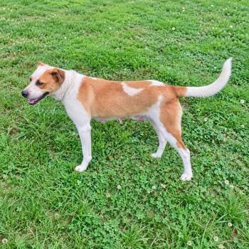 Hilda -  Mixed Breed Dog for Adoption in Erie, Pennsylvania - Hilda | PetCurious