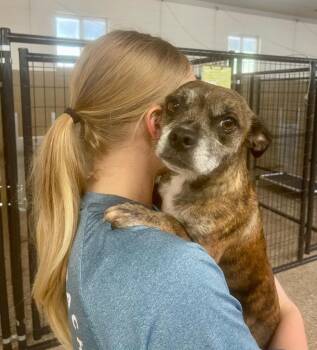 Penny -  Terrier Dog for Adoption in Forsyth, Georgia - Penny | PetCurious