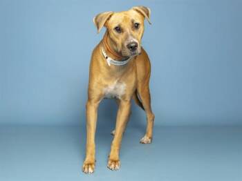 NESSIE -  Labrador Retriever and Mixed Breed Dog for Adoption in Phoenix, Arizona - NESSIE | PetCurious