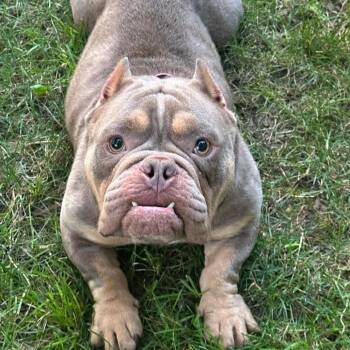 Rescue English Bulldog Dogs for Adoption in Huber Heights, Ohio - Betsy | PetCurious