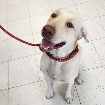 Mixed Breed Dogs Available for Adoption in Davenport, Iowa - Mojo | PetCurious