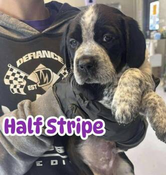 Rescue Spaniel Dogs for Adoption in Ringwood, New Jersey - Half Stripe | PetCurious