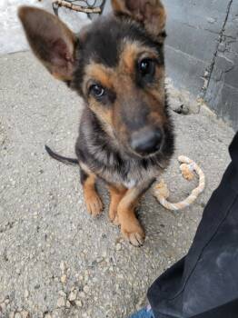 German Shepherd Dog and Husky Dogs Available for Adoption in Winnipeg, Manitoba - Raider | PetCurious