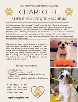 Great Pyrenees and Boxer Dogs Available for Adoption in Pflugerville, Texas - Charlotte | PetCurious