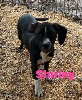 Basset Hound Dogs Available for Adoption in Pine Bluff, Arkansas - Shirley | PetCurious