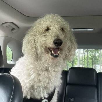 Napolean Dynamite -  Labrador Retriever and Poodle Dog for Adoption in Greensboro, North Carolina - Napolean Dynamite | PetCurious