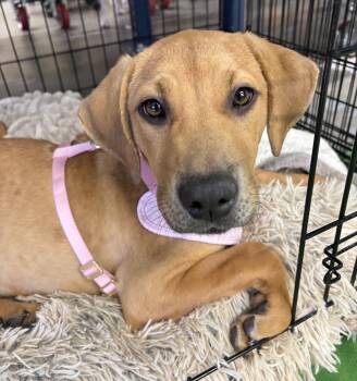 Rescue Labrador Retriever Dogs for Adoption in Mount Pleasant, South Carolina - Sweet Potato | PetCurious