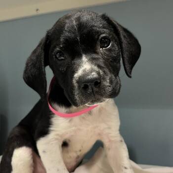 Gemma -  Mixed Breed Dog for Adoption in Chattanooga, Tennessee - Gemma | PetCurious