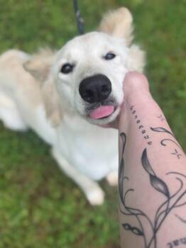 Mixed Breed Dogs Available for Adoption in Russellville, Kentucky - Ellie | PetCurious