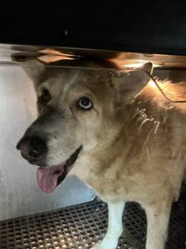 Mixed Breed Dogs Available for Adoption in Dallas, Texas - KOKOMO | PetCurious