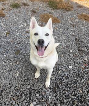 Nia -  Siberian Husky and Shepherd Dog for Adoption in Mocksville, North Carolina - Nia | PetCurious