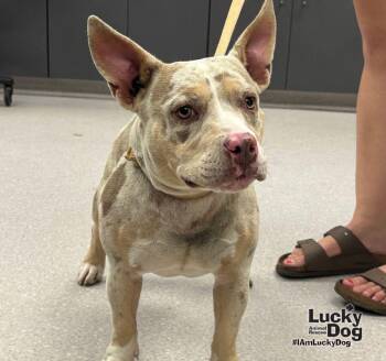 Pickles -  Terrier Dog for Adoption in Washington, District Of Columbia - Pickles | PetCurious