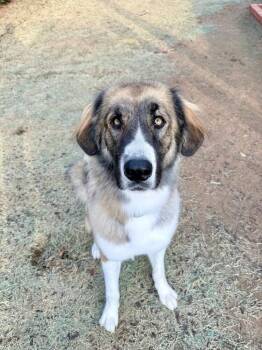 Seraphina  -  Anatolian Shepherd Dog for Adoption in Tulsa, Oklahoma - Seraphina  | PetCurious