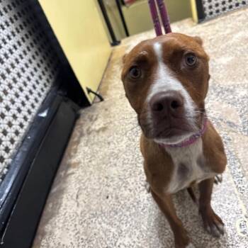 Eclipse -  Pit Bull Terrier Dog for Adoption in Newark, New Jersey - Eclipse | PetCurious