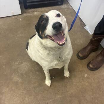 Australian Cattle Dog Blue Heeler and Shepherd Dogs Available for Adoption in Corbin, Kentucky - Walter | PetCurious