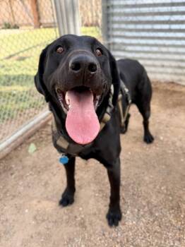 Black Labrador Retriever Dogs Available for Adoption in Severance, Colorado - Axel | PetCurious