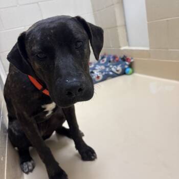 Rescue Pit Bull Terrier and Mixed Breed Dogs for Adoption in Winston-salem, North Carolina - Squid | PetCurious