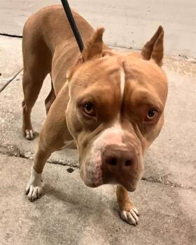 FARA -  Mastiff and American Bulldog Dog for Adoption in Doral, Florida - FARA | PetCurious