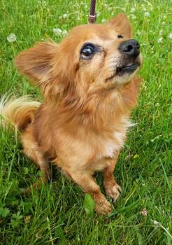 Chihuahua and Pomeranian Dogs Available for Adoption in Maynardville, Tennessee - Paco | PetCurious