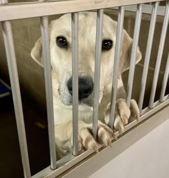 Anatolian Shepherd and Labrador Retriever Dogs Available for Adoption in Lacon, Illinois - Tulsah | PetCurious