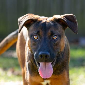 Jasper -  Mountain Cur and Mixed Breed Dog for Adoption in Cleveland, Texas - Jasper | PetCurious