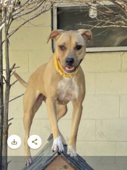 Rescue Catahoula Leopard Dog and Mountain Cur Dogs for Adoption in Manchester, Connecticut - Daisy | PetCurious