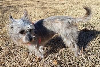 Cairn Terrier and Miniature Schnauzer Dogs Available for Adoption - Kirby | PetCurious