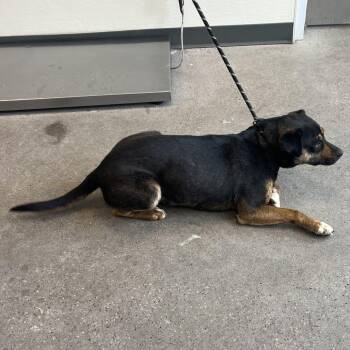 Clara -  Mixed Breed Dog for Adoption in Las Cruces, New Mexico - Clara | PetCurious