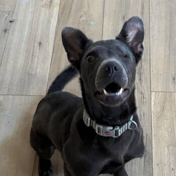Dot Dynasty -  Labrador Retriever Dog for Adoption in Andover, Massachusetts - Dot Dynasty | PetCurious