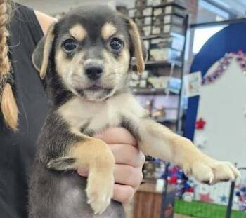 Bonnie (Born 04/26/26) -  Terrier Dog for Adoption in Troy, Alabama - Bonnie (Born 04/26/26) | PetCurious