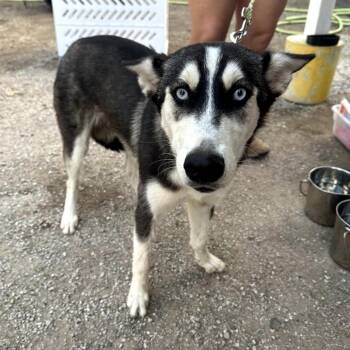 Kamaya -  Husky and Mixed Breed Dog for Adoption in Austin, Texas - Kamaya | PetCurious