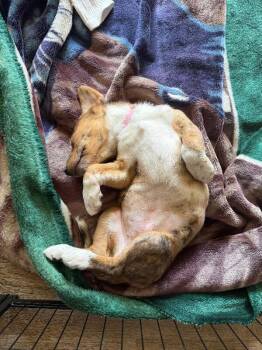 Amani -  Australian Shepherd and Mixed Breed Dog for Adoption in Fort Collins, Colorado - Amani | PetCurious