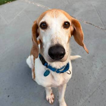 Doug E Fresh -  American Foxhound Dog for Adoption in Pinellas Park, Florida - Doug E Fresh | PetCurious